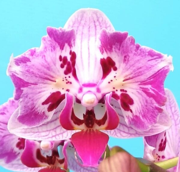 Phal. PF 5005