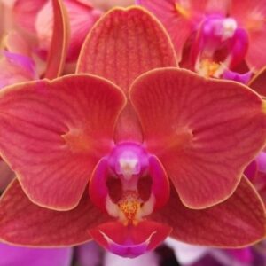 Phal. PF 5014
