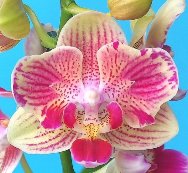 Phal. PF 5020 — изображение 2