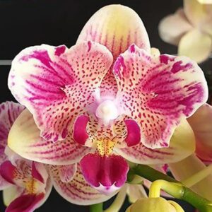 Phal. PF 5020