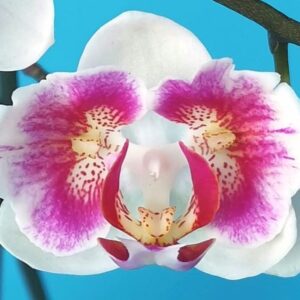 Phal. PF 5027