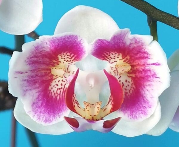 Phal. PF 5027