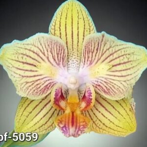 Phal. PF 5059
