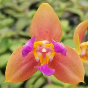 Phal. PF 5074