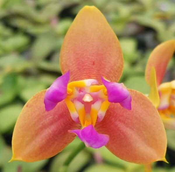 Phal. PF 5074