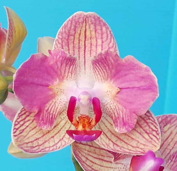 Phal. PF 5078 — изображение 2