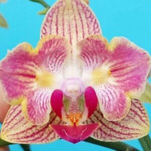 Phal. PF 5078