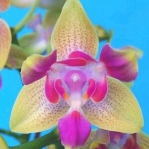 Phal. PF 5082
