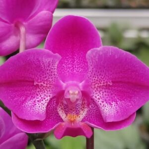 Phal. PF 5133