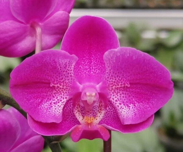 Phal. PF 5133
