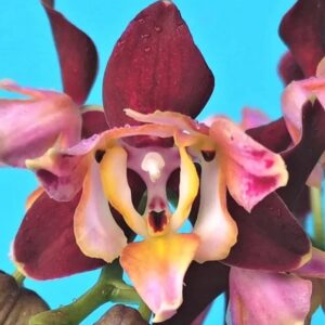 Phal. PF 5300