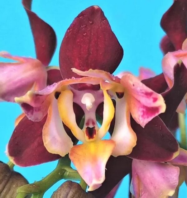 Phal. PF 5300