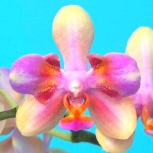 Phal. PF 5302