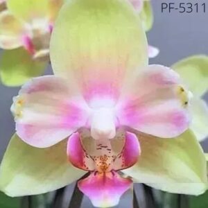 Phal. PF 5311