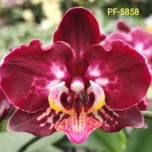 Phal. PF 5858