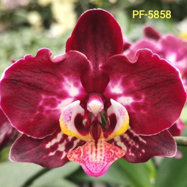 Phal. PF 5858