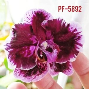 Phal. PF 5892