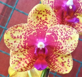 Phal. PF 599-1