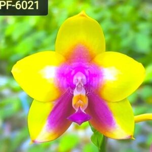 Phal. PF 6021