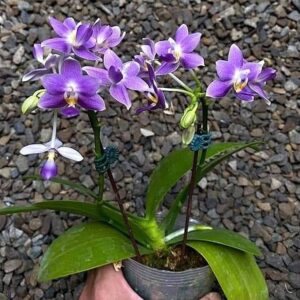 Phal. PF 6088