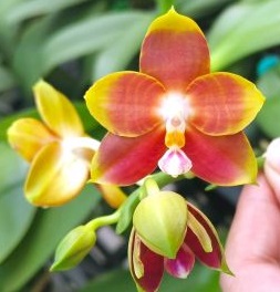 Phal. PF 6108