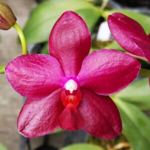 Phal. PF 6117