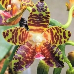 Phal. PF 6122