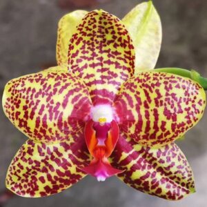 Phal. PF 6125
