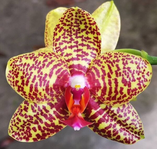 Phal. PF 6125