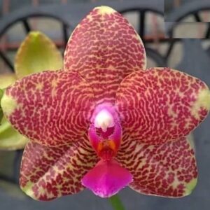 Phal. PF 6138