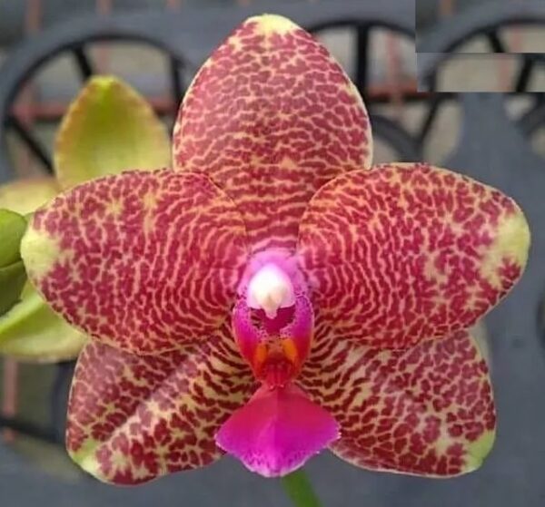 Phal. PF 6138