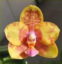 Phal. PF 6149