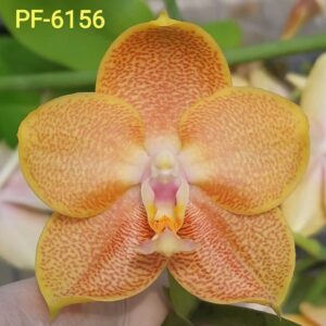 Phal. PF 6156