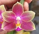 Phal. PF 6173