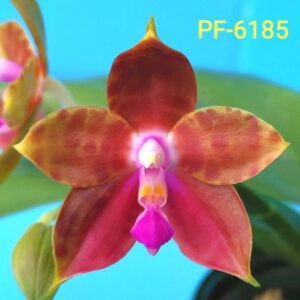 Phal. PF 6185