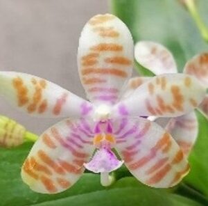Phal. PF 6216