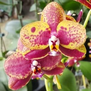 Phal. PF 6226