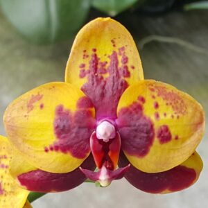 Phal. PF 6231