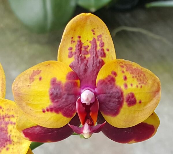 Phal. PF 6231