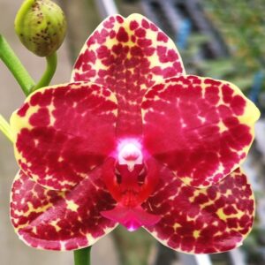 Phal. PF 6766