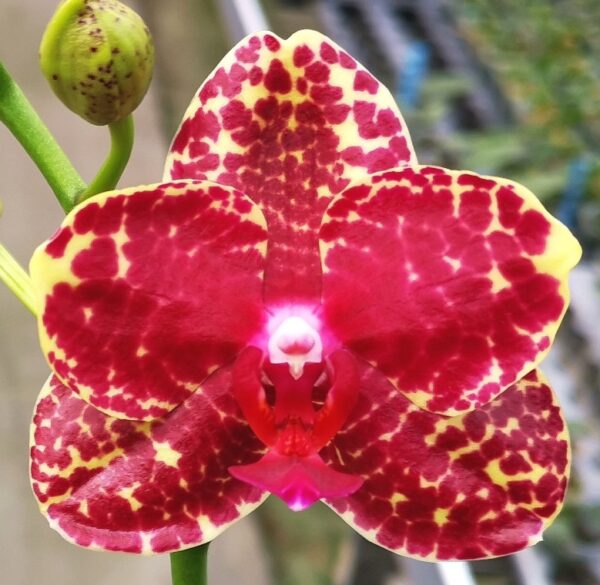 Phal. PF 6766
