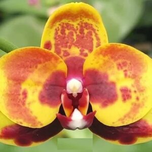 Phal. PF 6920