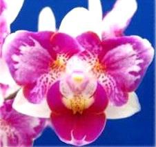Phal. PF 70339