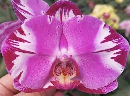 Phal. PF 9618