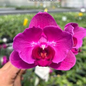 Phal. Dai Yang Beauty peloric