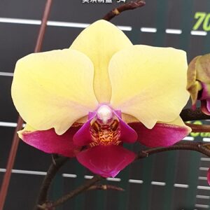 Phal. Miki Spirit 94