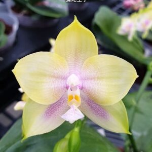 Phal. Mituo Prince