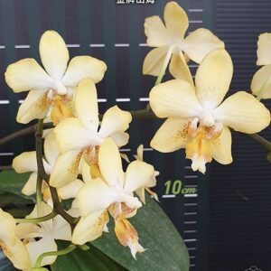 Phal. I-Hsin Samuel