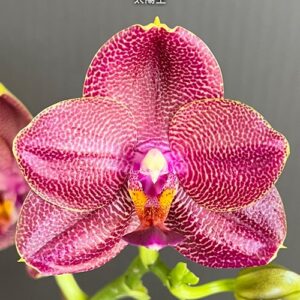 Phal. Mituo Sun King