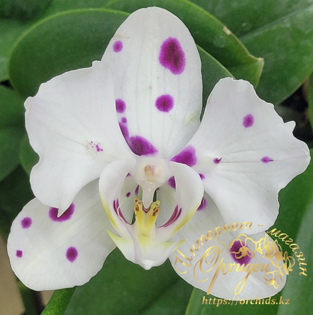 Phal. Marrakesh peloric 2 Phal. Marrakesh peloric — изображение 2